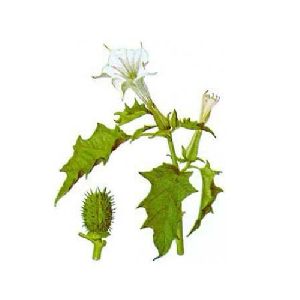 Herbs Datura Metel Plant