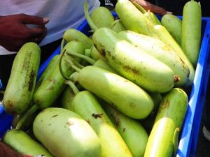 Fresh Bottle Gourd