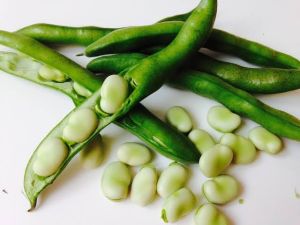 Fresh Broad Beans