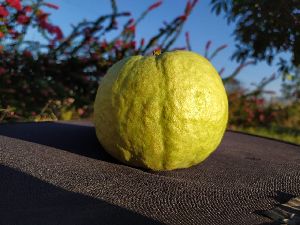 Jumbo Thai GUava