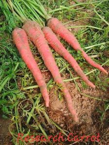 Red Carrot