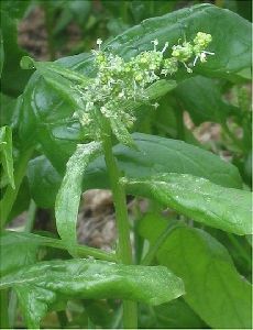 Fresh Spinach Leaves