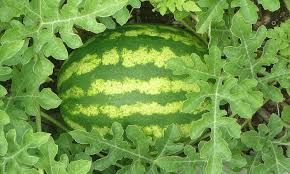 Watermelon Plants