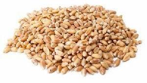 Sharbati Wheat Seeds