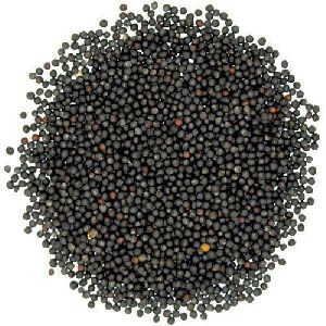 Mustard Seeds