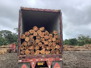 Teak Wood Logs (Costa Rica)