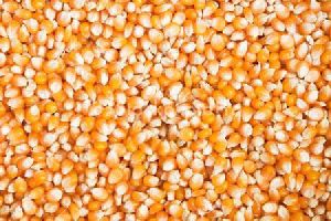 High Grade Maize Seeds