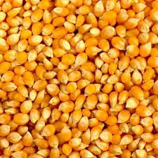 Yellow Maize Seeds