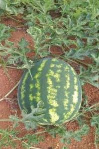 Fresh Watermelon