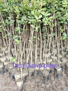 Seedless Guava Plant