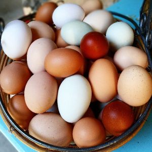 Fresh Eggs