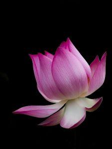 Fresh Lotus Flower