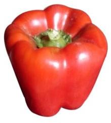 Fresh Red Capsicum