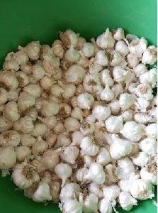 Organic Garlic