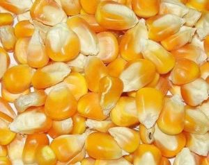 Yellow Maize Seeds