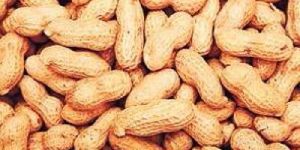 Groundnuts