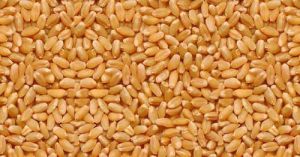 Daivik Certified Organic Lokwan Wheat