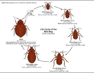 Bed Bugs Control Service