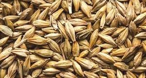 Barley Seeds