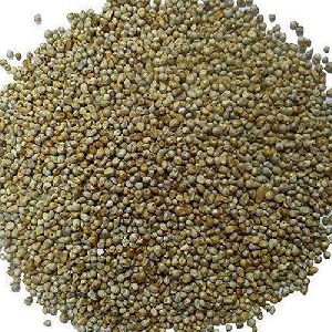 Pearl Millet Seeds