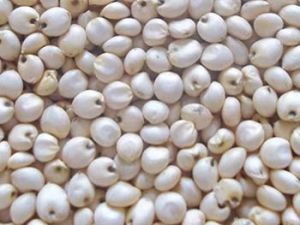 White Jowar Seeds