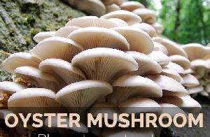 Fresh Oyster Mushroom