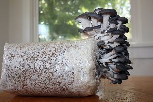 Oyster Mushroom Growing Kit