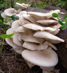 Pearl Oyster Mushroom