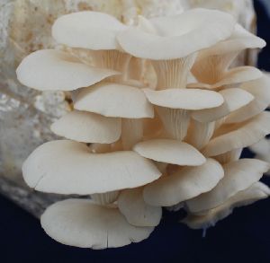 White Oyster Mushroom