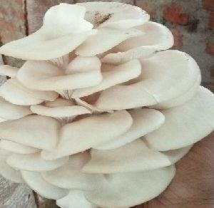 White Oyster Mushroom Spawn