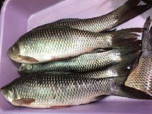 Rohu Fish