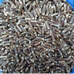 black wheat