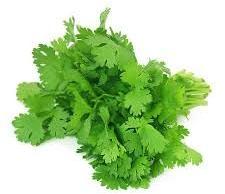 Fresh Coriander Leaves