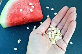 Water Melon Seeds