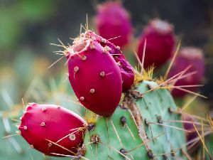 cactus fruit