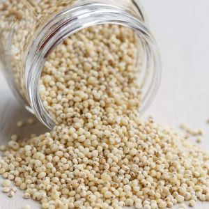 White Sorghum