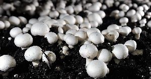 Button Mushroom Farming Consultancy