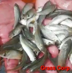 Grass Carp Fish Seeds