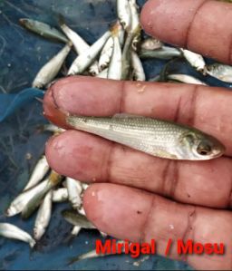 Mrigal Fish Seeds