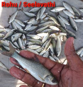 Rohu Fish Seeds