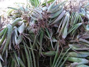 Aloe Vera Baby Plant