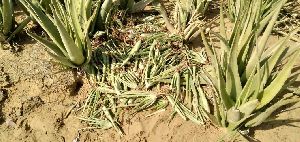 Aloe vera Plants