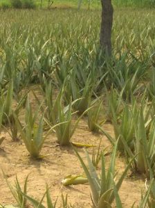 Harbal aloevera plants