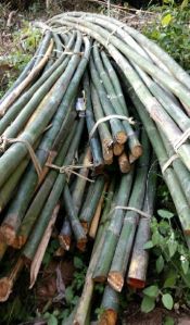 ASSAM CANE