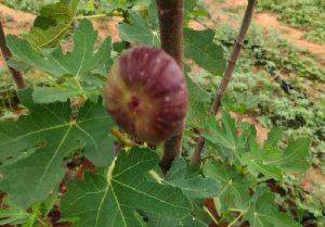 bellary Fig plant