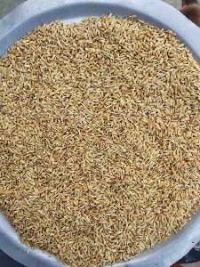 Swarna Mansoori Paddy Seeds