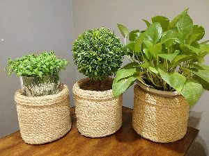 Jute Planter