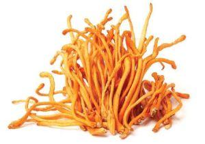 Cordyceps Militaris