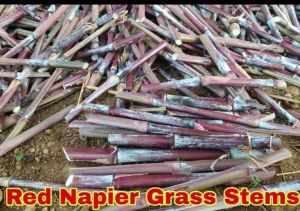 Super Napier Grass Seeds