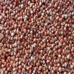 Sorghum Seeds